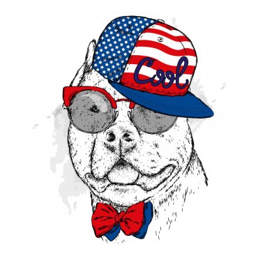 Gözlük ve bir kap soyu bir köpek. Pitbull. Vektör çizim.