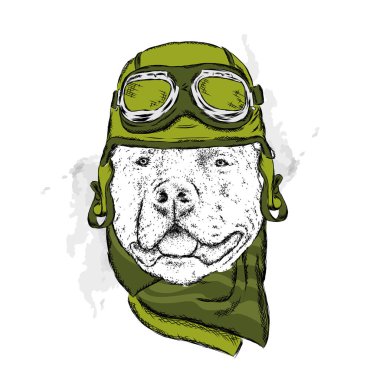 Bir kask ve eşarp soyu bir köpek. Motorcu. Pitbull. Vektör çizim.