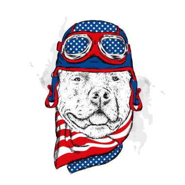 Bir kask ve eşarp soyu bir köpek. Motorcu. Pitbull. Vektör çizim.