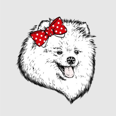 Bir yay başını bir safkan köpek. Spitz pomeranian vektörde boyalı. Peonies ve güller.