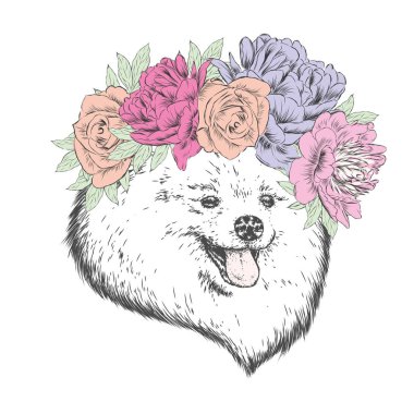 Çiçek çelenk soyu bir köpek. Spitz vektörde boyalı. Peonies ve güller.