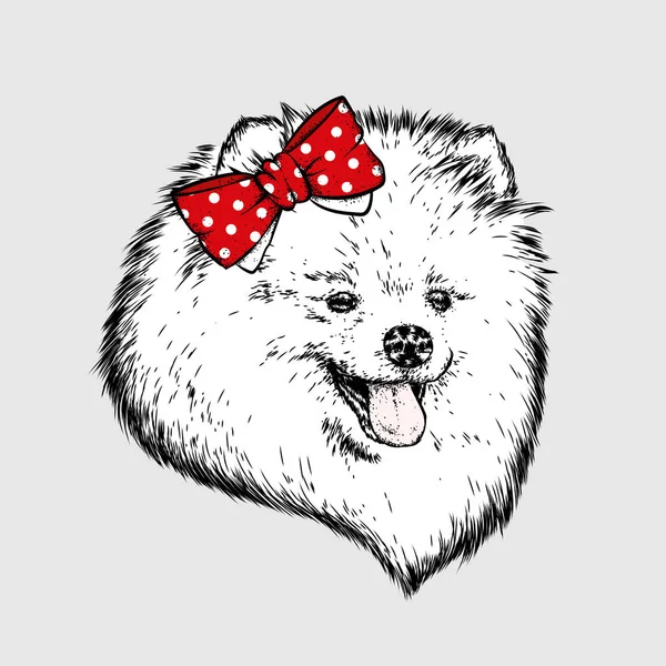 Ένα Γενεαλογικό Σκυλί Ένα Τόξο Στο Κεφάλι Του Spitz Pomeranian — Διανυσματικό Αρχείο