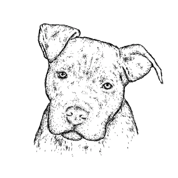 Chien Généalogique Chiot Drôle Pit Bull Illustration Vectorielle — Image vectorielle