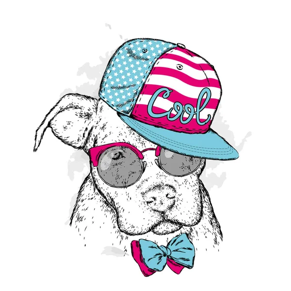 Pedigreed Hund Med Glasögon Och Mössa Pitbull Vektorillustration — Stock vektor