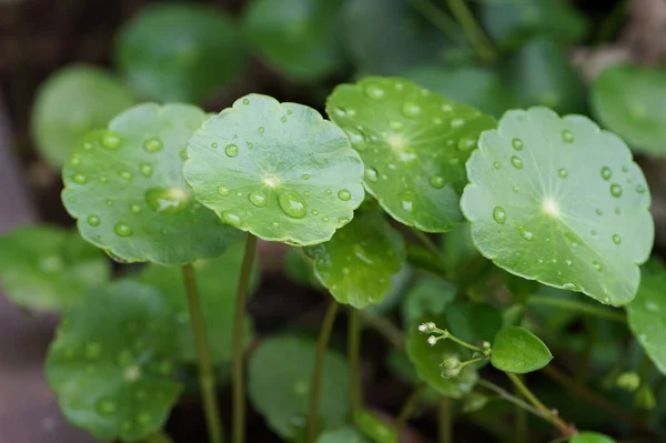 Water Pennywort with water drops — Stock Photo, Image