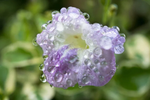 Gange viola fiori di primula con gocce d'acqua — Foto Stock