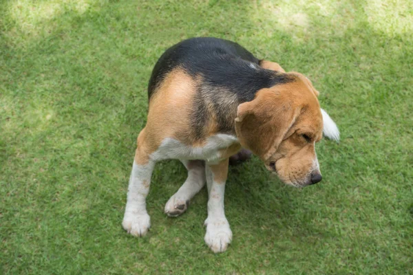 Beagle köpek çim üzerinde tırmalamak
