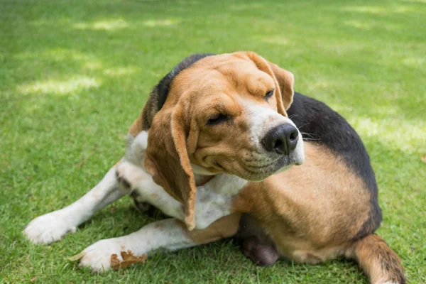 Beagle köpek çim üzerinde tırmalamak