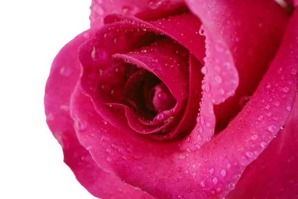 Όμορφο ροζ τριαντάφυλλο closeup με σταγόνες που απομονώνονται σε λευκό backgro — Φωτογραφία Αρχείου