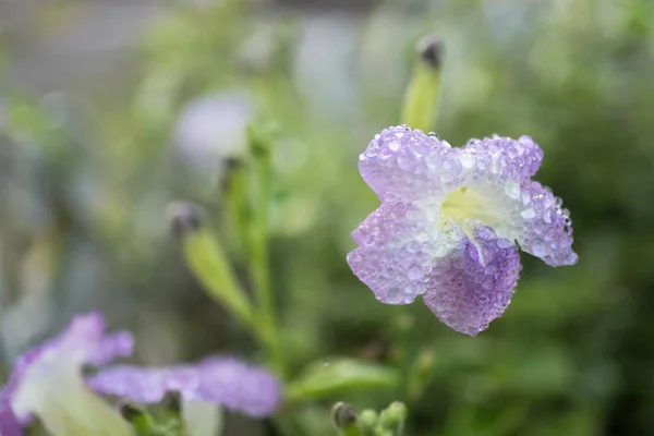 Gange viola fiori di primula con gocce d'acqua — Foto Stock