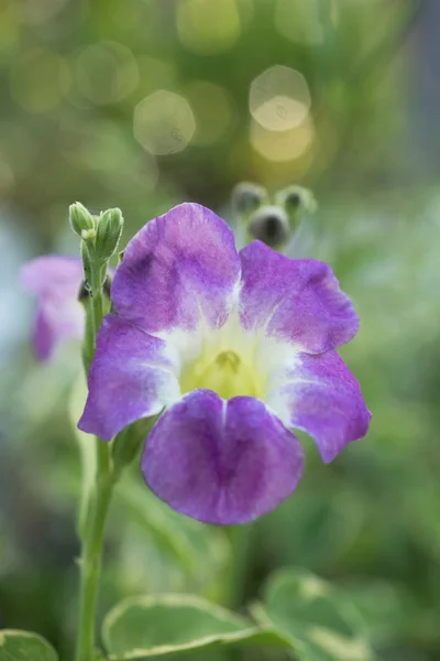 Gange viola fiori di primula con bokeh — Foto Stock
