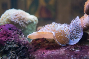 mercan resif akvaryumu