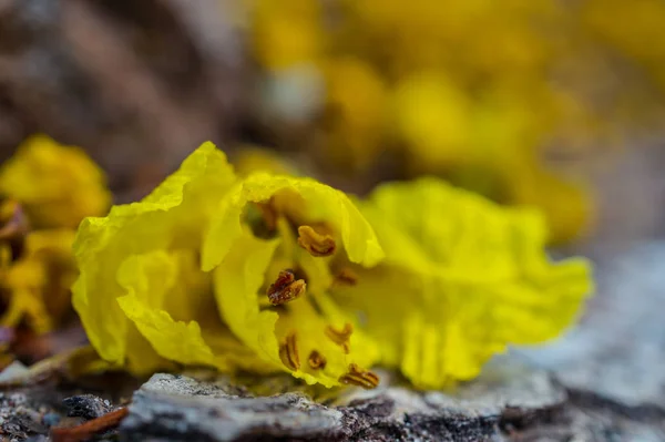 Fermer fleurs jaunes au rez-de-chaussée — Photo