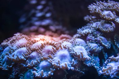 Deniz akvaryum yumuşak mercanlar