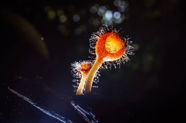 Turuncu mantar, şampanya mantar veya kirpik Kupası mantar ile