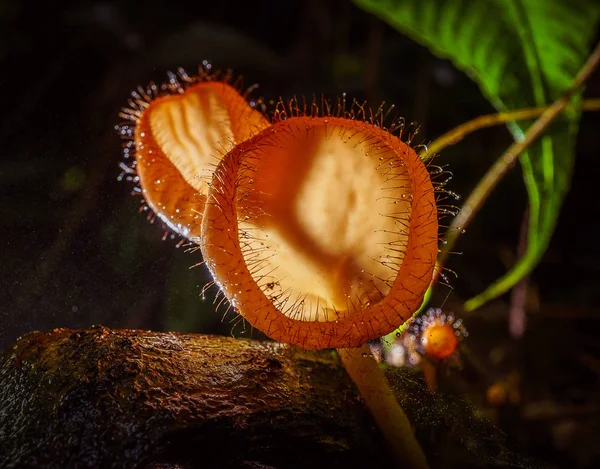Cogumelo laranja, Cogumelo champanhe ou copo de cílios cogumelo com — Fotografia de Stock