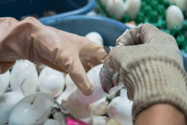 İşçi bebek tatlısu timsahı yumurtadan çıkım yardımcı olur.
