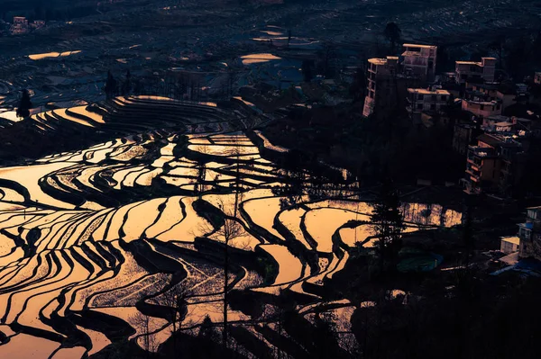 Хани Террасед рисовых полей Юань-Ян, Китай во время золотого часа — стоковое фото