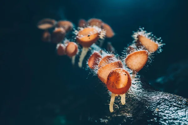 Champignon orange, champignon champignon ou champignon à cils avec — Photo