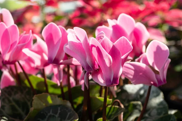 ぼかしの背景を持つ庭のピンクのゼラニウムの花 — ストック写真