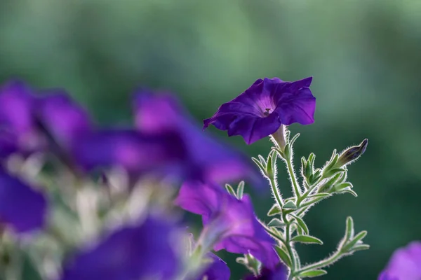 Fiori di petunia viola in giardino con sfondo sfocato — Foto Stock