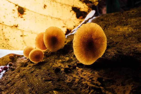 Champignons dans la forêt — Photo