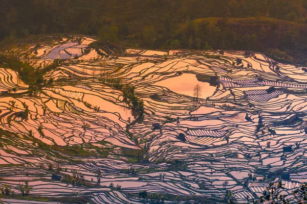 Хани Террасед рисовых полей Юань-Ян, Китай во время золотого часа — стоковое фото