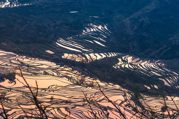 Οι ορυζώνες του Χάνι της Γιουγιανγκ, της Κίνας κατά τη διάρκεια της Χρυσής — Φωτογραφία Αρχείου