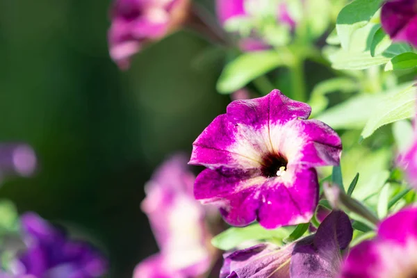 Fiori di petunia viola in giardino — Foto Stock