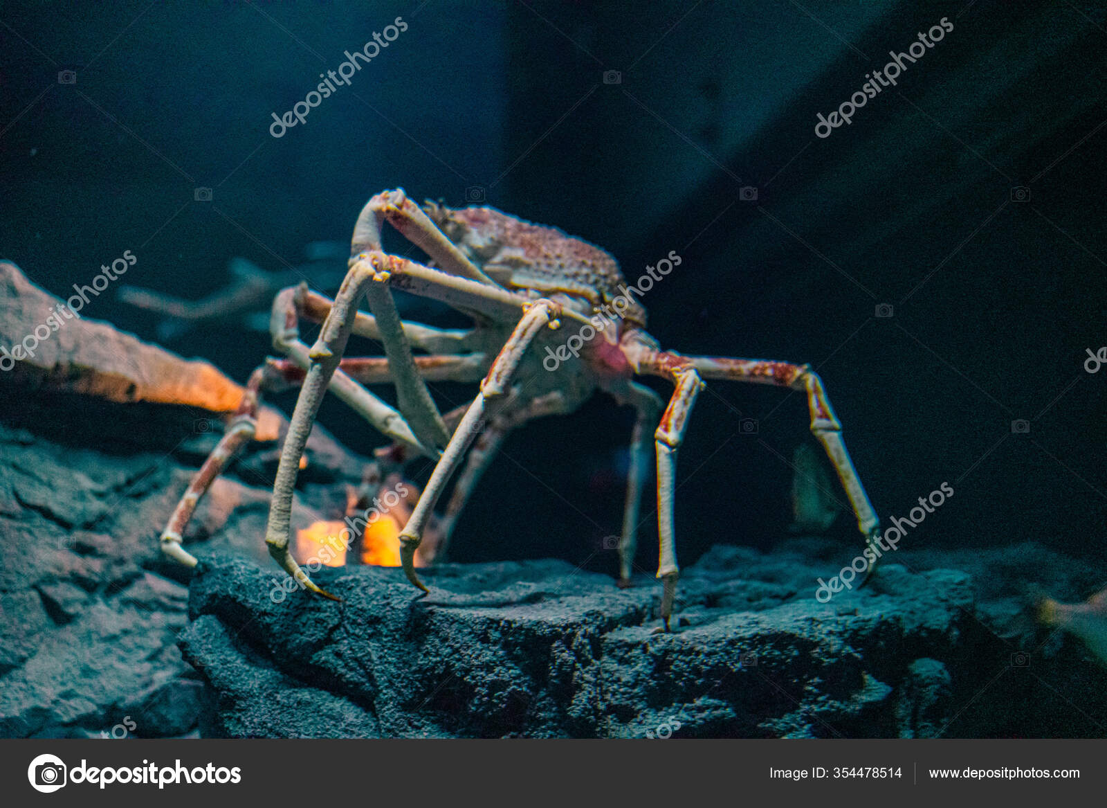 240 Japanese Spider Crab Stock Photos Free Royalty Free Japanese Spider Crab Images Depositphotos