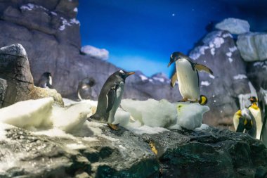 Gentoo penguenleri ve Kral penguenleri Osaka Akvaryumu Kaiyukan, Japonya