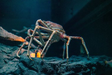 Japanese spider crab  at Osaka Aquarium Kaiyukan, Japan clipart