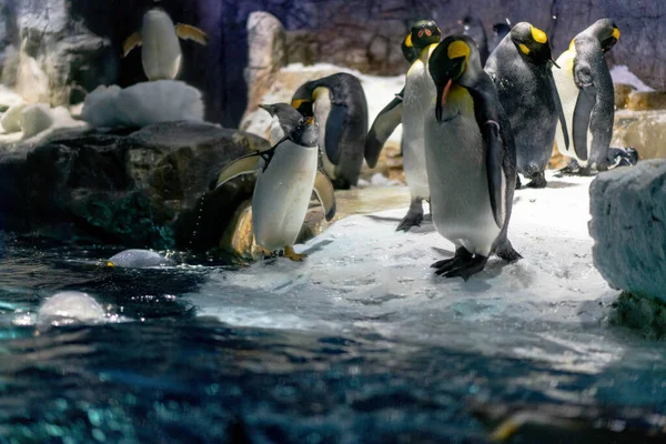 Volk Der Gentoo Pinguine Und Königspinguine Osaka Aquarium Kaiyukan Japan — Stockfoto