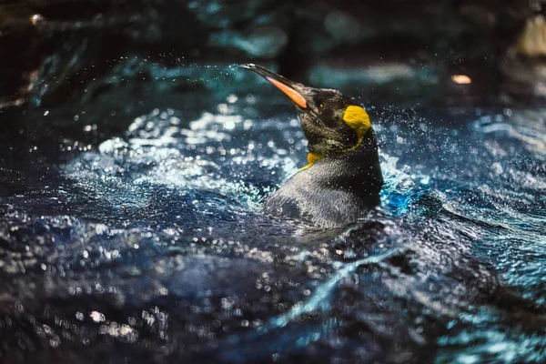 Rey Pingüino Disfrutar Nadar Con Salpicadura — Foto de Stock