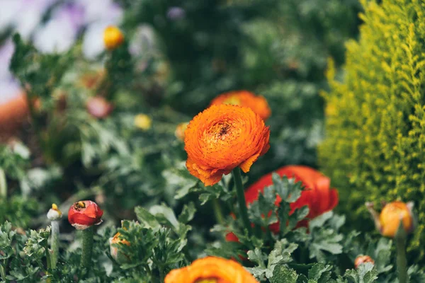 오렌지 페르시아 컵이나 정원에 아시아 — 스톡 사진
