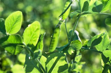 olgun yeşil bezelye bakla, sapları, yaprakları, sabahın erken saatlerinde, sahada yakın çekim. Gıda kavramı ve tarım arka planı.
