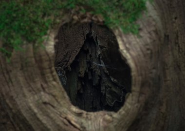 büyük bir içi boş kütük içeriği, eski yosun kaplı kütük içinde ağaç içi boş, büyük bir ormanda bulunan, yakın, Arka Plan