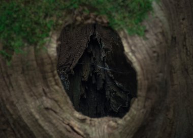 büyük bir içi boş kütük içeriği, eski yosun kaplı kütük içinde ağaç içi boş, büyük bir ormanda bulunan, yakın, Arka Plan