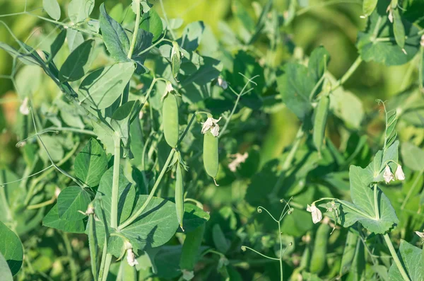 Gousses Pois Verts Mûrs Tiges Feuilles Tôt Matin Gros Plan — Photo