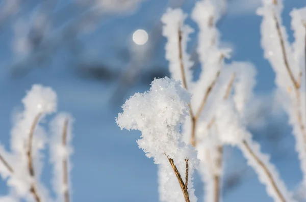Ранним Зимним Утром Накануне Рождества Сухая Трава Покрыта Морозом Снегом — стоковое фото