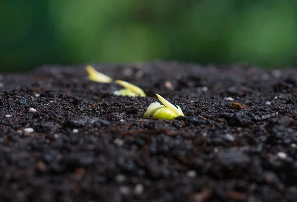 Семена Зеленого Гороха Земле Крупным Планом Концепция Сельского Хозяйства — стоковое фото