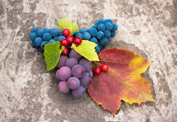 Beeren reife Trauben und Viburnum, Landwirtschaft — Stockfoto