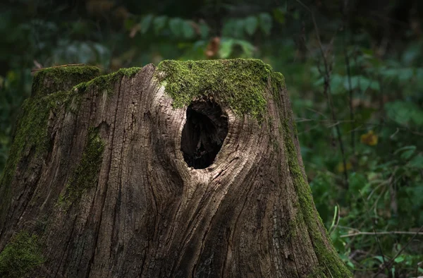 Ogromny, stary Kikut w lesie — Zdjęcie stockowe