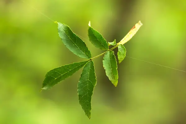 Green leave on the green backgrounds — Stock Photo, Image