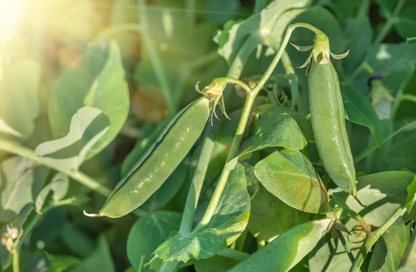 成熟的绿色豌豆豆 特写在田野上 食品概念与农业背景 — 图库照片