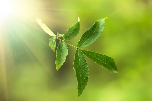 Permiso verde en los fondos verdes — Foto de Stock