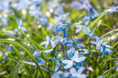 Mavi çiçek ilkbaharda kar damlaları Scilla Squill Yumuşak odak noktası. doğa arkaplanı.