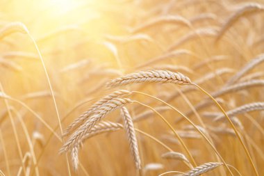 Altın buğday kulakları yakın plan. Buğday tarlası. Güzel tarım geçmişi