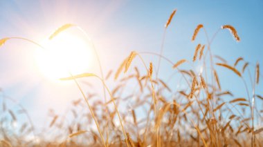 Buğday, mavi gökyüzü ve güneşe karşı bir buğday tarlasında yetişir hasat olgunlaşır, tarım arka planında