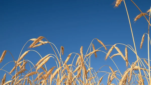 Wheat spica in a wheat field against the blue sky when the harvest is ripe, agricultural background Royalty Free Stock Photos